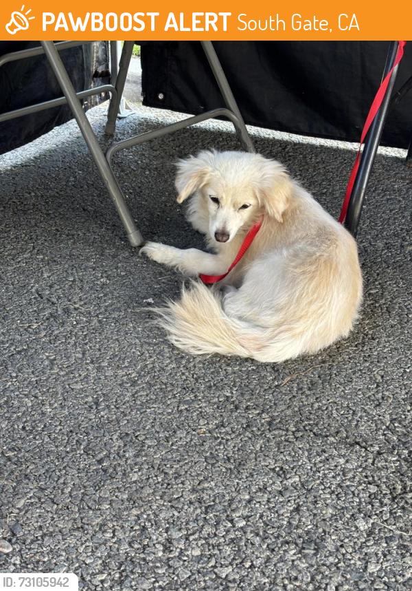 Found/Stray Male Dog last seen Found in South Gate park; Tweedy and pinehurst, South Gate, CA 90280