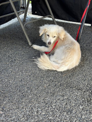 Found/Stray Male Dog last seen Found in South Gate park; Tweedy and pinehurst, South Gate, CA 90280