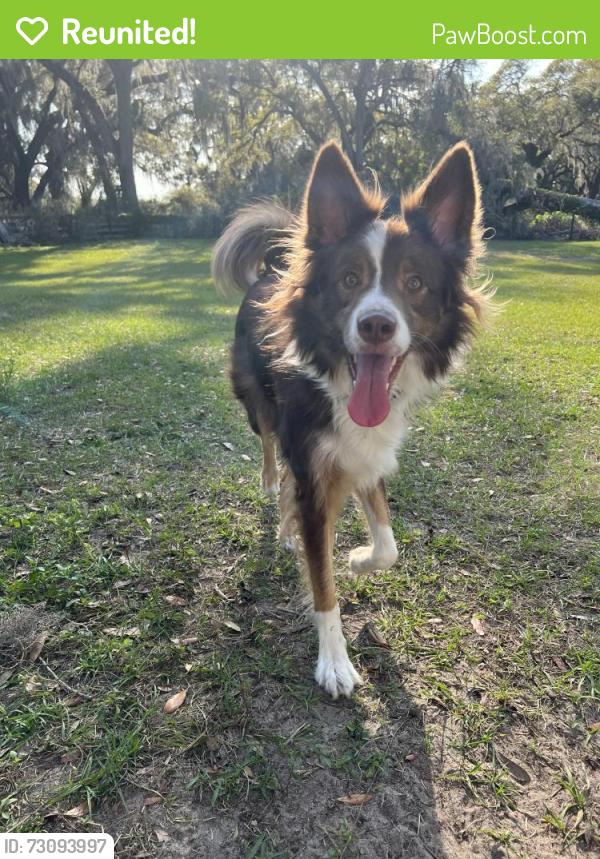 Reunited Male Dog last seen No cross street- at the end of SE 6th Street way, Bushnell, FL 33513