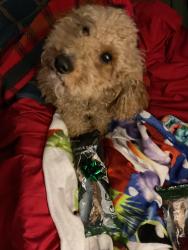Reunited Male Dog last seen DS Road, Prince George's County, MD 20785