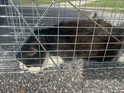 Shelter Stray Unknown Cat last seen Near Foxwood Drive, VIRGINIA BEACH, VA, 23462, 341 S Birdneck Rd, Virginia Beach, VA 23451, USA