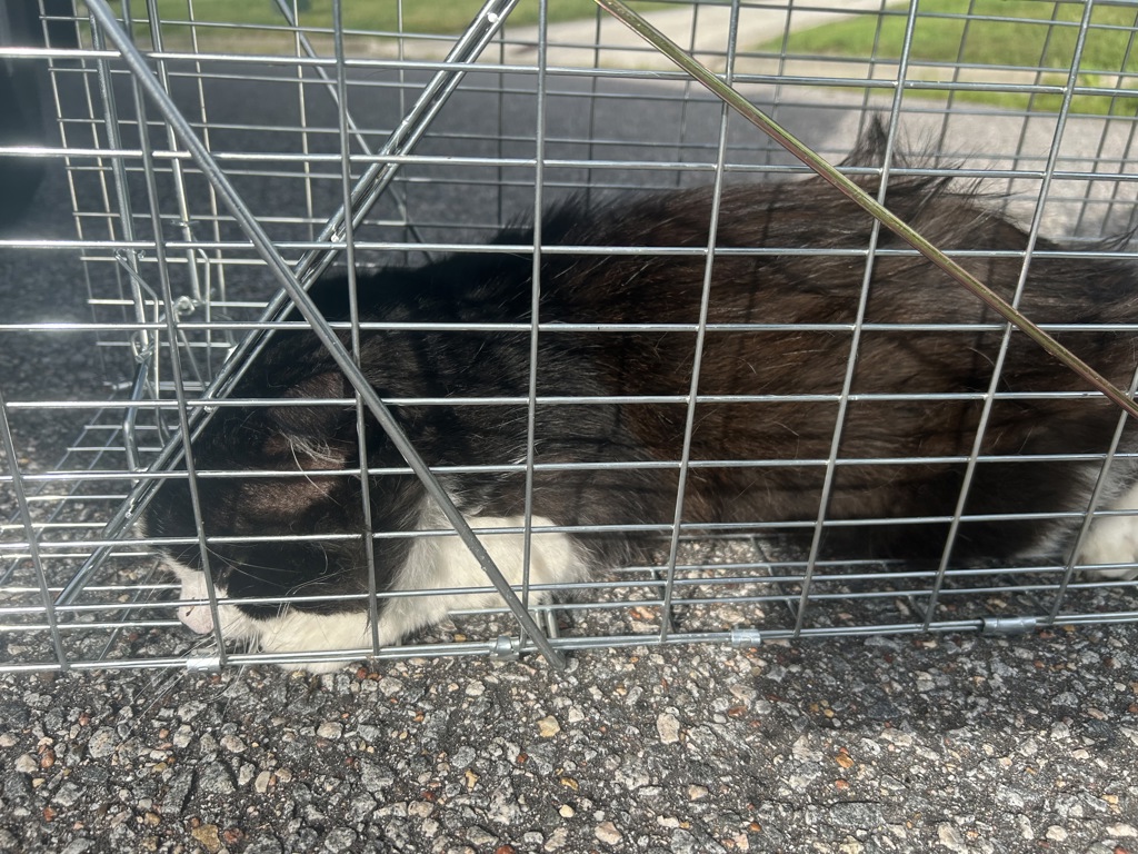 Shelter Stray Unknown Cat last seen Near Foxwood Drive, VIRGINIA BEACH, VA, 23462, 341 S Birdneck Rd, Virginia Beach, VA 23451, USA