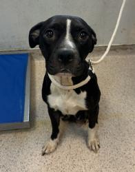 Shelter Stray Female Dog last seen Near Washington Ave, Bronx, NY, BRONX, NY, 10451, 326 E 110th St, New York, NY 10029, USA