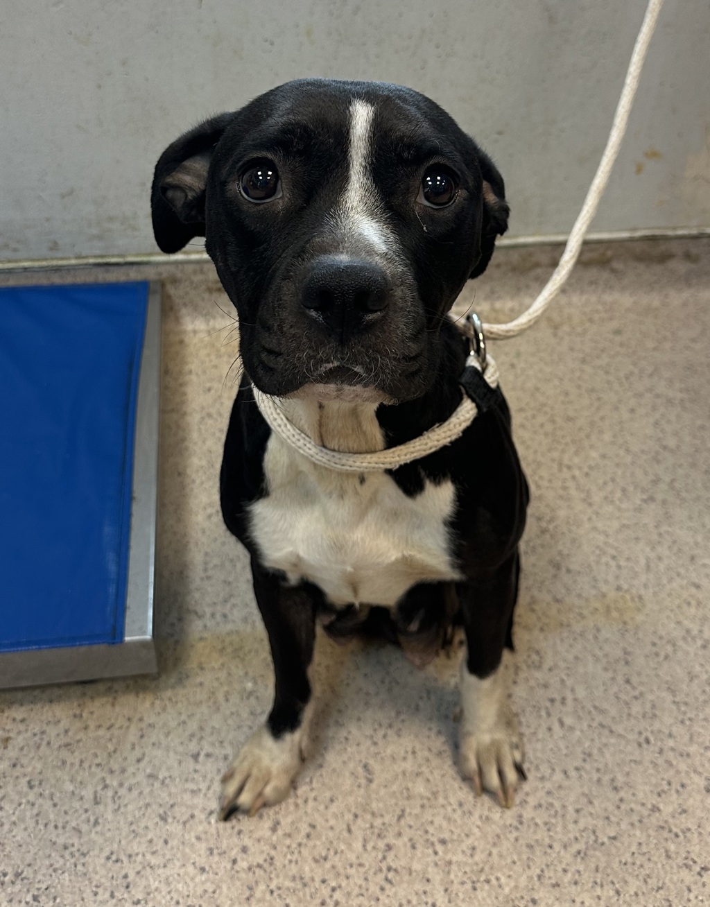Shelter Stray Female Dog last seen Near Washington Ave, Bronx, NY, BRONX, NY, 10451, 326 E 110th St, New York, NY 10029, USA