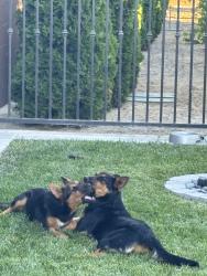 Found/Stray Unknown Dog last seen Eight mile & 99 Frontage, Morada, CA 95212