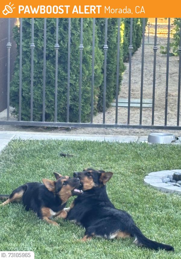 Found/Stray Unknown Dog last seen Eight mile & 99 Frontage, Morada, CA 95212