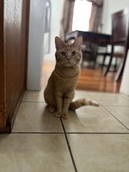 Lost Male Cat last seen Near E 6th Ave , Roselle, NJ 07203