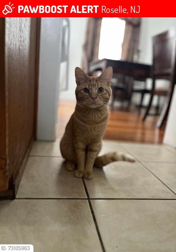Lost Male Cat last seen Near E 6th Ave , Roselle, NJ 07203