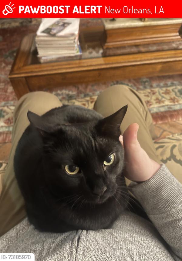 Lost Male Cat last seen Napoleon and Chesnut, New Orleans, LA 70115