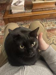 Lost Male Cat last seen Napoleon and Chesnut, New Orleans, LA 70115