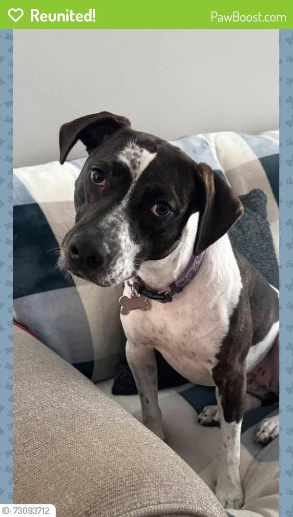 Reunited Female Dog last seen US 1, St. Augustine, FL 32095
