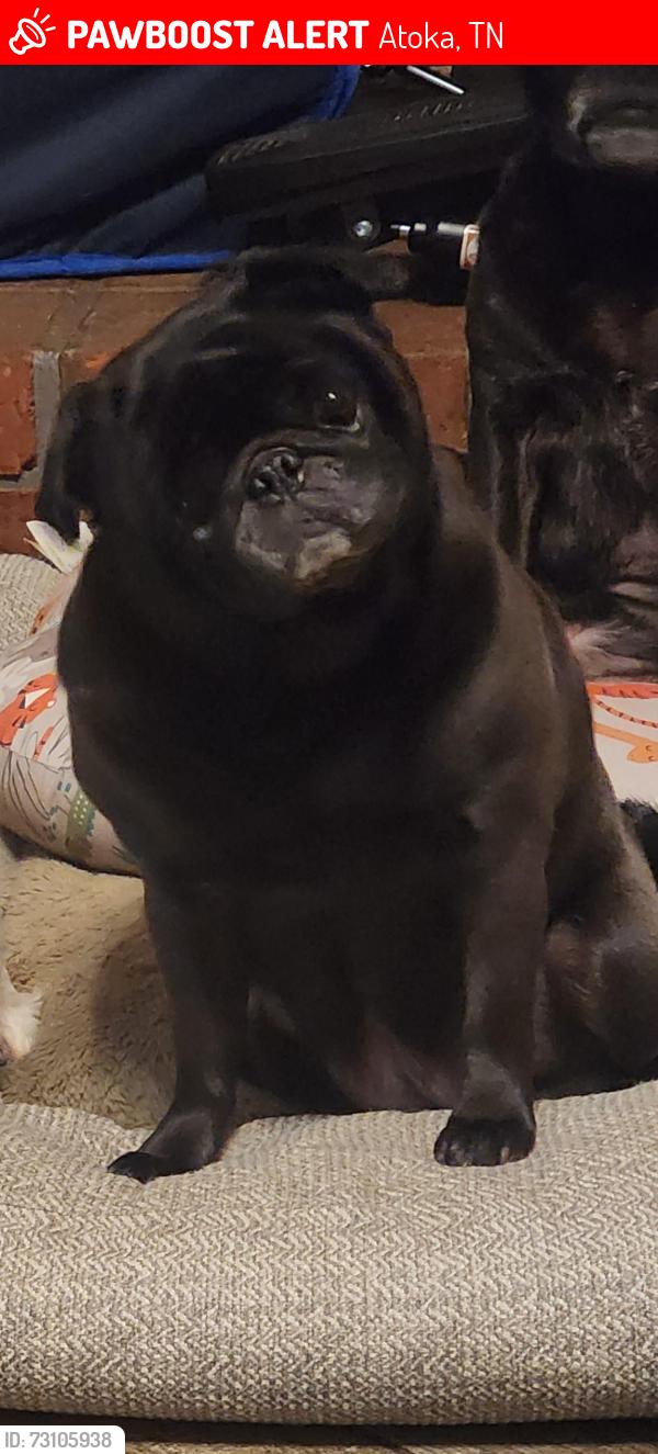 Lost Female Dog last seen Tracy Rd, Atoka, TN 38004