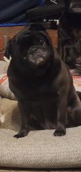 Lost Female Dog last seen Tracy Rd, Atoka, TN 38004