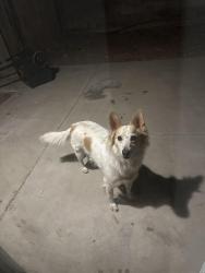 Found/Stray Unknown Dog last seen E Teton Rd and S Nogales Hwy, Tucson, AZ 85756