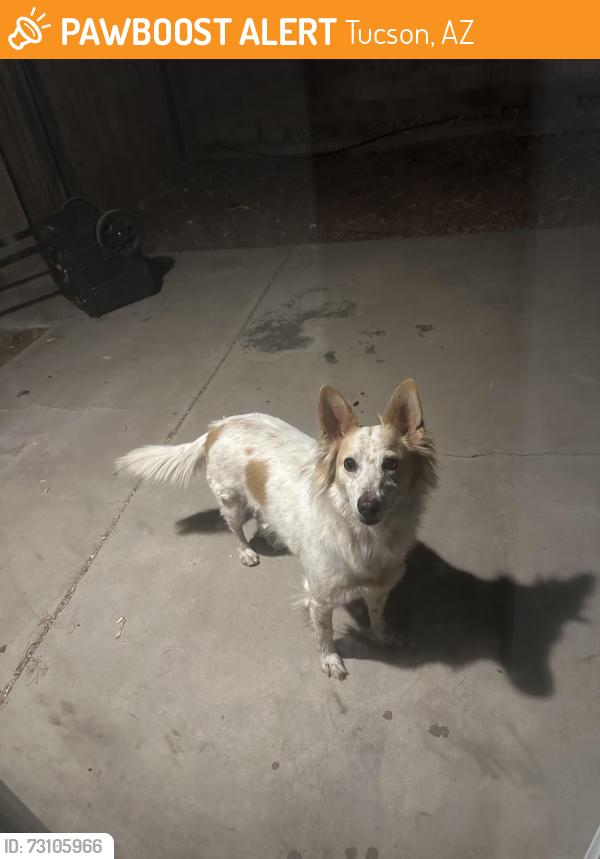 Found/Stray Unknown Dog last seen E Teton Rd and S Nogales Hwy, Tucson, AZ 85756
