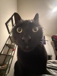 Reunited Male Cat last seen Neighborhood in denton, Denton, TX 76207