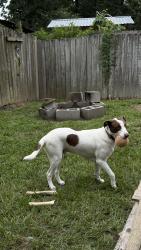 Lost Male Dog last seen Near and old 105 E near the shell gas station, Cut and Shoot, TX 77303