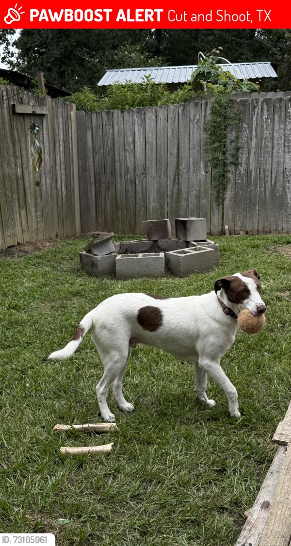 Lost Male Dog last seen Near and old 105 E near the shell gas station, Cut and Shoot, TX 77303