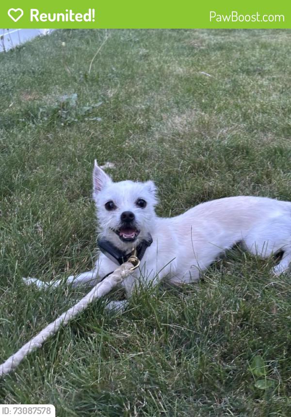 Reunited Male Dog last seen Anthony drive, Columbus, OH 43204