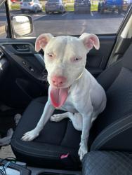 Found/Stray Female Dog last seen 21st and Mingo, Tulsa, OK 74129