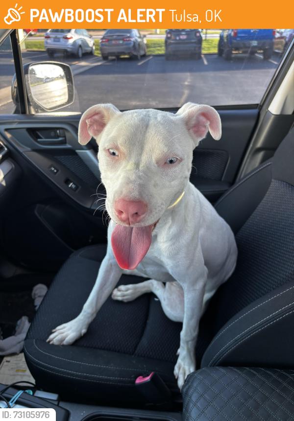 Found/Stray Female Dog last seen 21st and Mingo, Tulsa, OK 74129