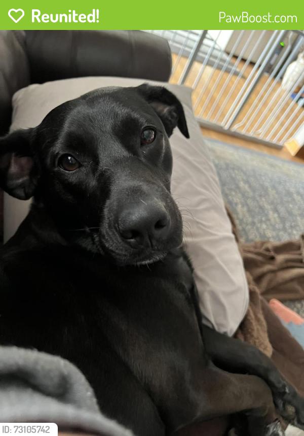 Reunited Female Dog last seen Diane terrace, Waterbury, CT 06705