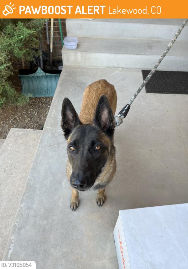 Found/Stray Female Dog last seen S Flower Ct & Yale at Bear Creek Greenbelt Lakewood CO, Lakewood, CO 80227