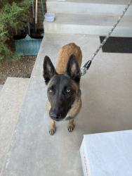Found/Stray Female Dog last seen S Flower Ct & Yale at Bear Creek Greenbelt Lakewood CO, Lakewood, CO 80227