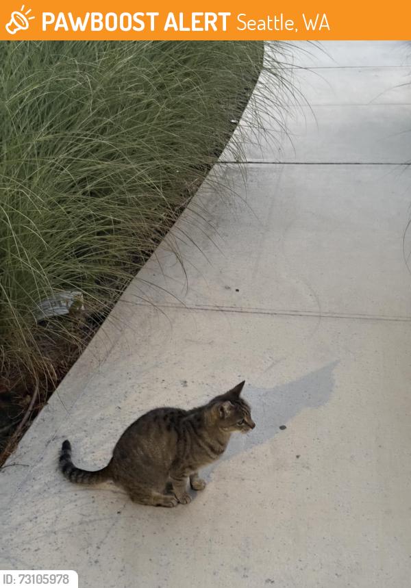 Found/Stray Unknown Cat last seen 102nd 5th Ave sw, Seattle wa 98146, Seattle, WA 98146