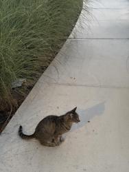 Found/Stray Unknown Cat last seen 102nd 5th Ave sw, Seattle wa 98146, Seattle, WA 98146