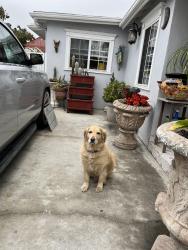 Lost Male Dog last seen Emil Ave and Live Oak St, Bell Gardens, CA 90201