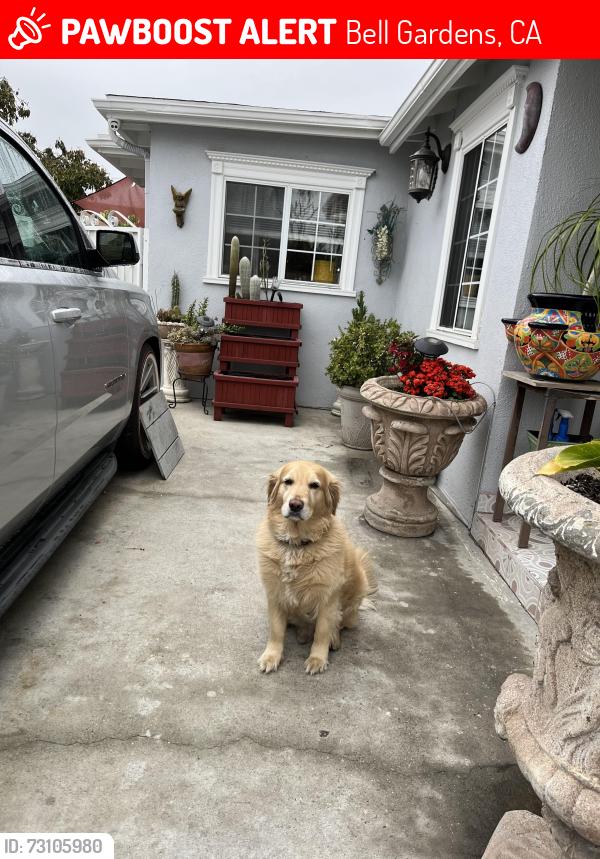 Lost Male Dog last seen Emil Ave and Live Oak St, Bell Gardens, CA 90201