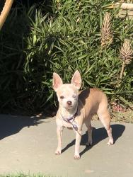Reunited Female Dog last seen Pepper Pl and meadow lane, Mesa, AZ 85201