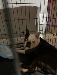 Found/Stray Male Dog last seen foster park fort worth tx, Fort Worth, TX 76109