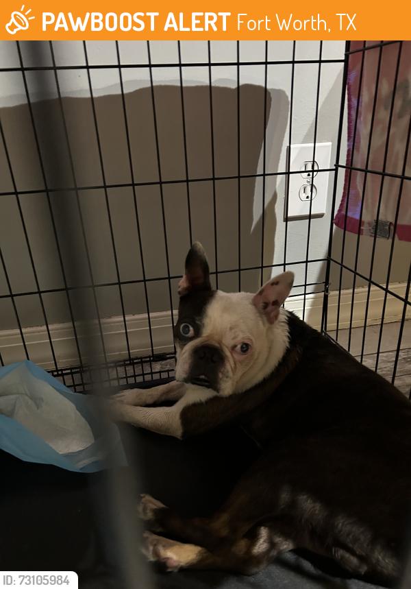 Found/Stray Male Dog last seen foster park fort worth tx, Fort Worth, TX 76109