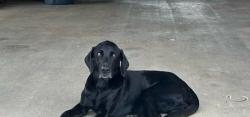 Reunited Male Dog last seen Dollar general log cabin, Rome, GA 30161