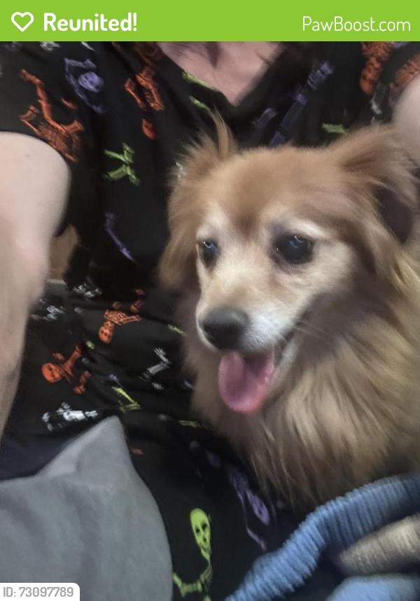 Reunited Female Dog last seen Pequeno road, Albuquerque, NM 87107