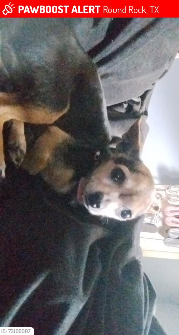 Lost Female Dog last seen Villa cove, Round Rock, TX 78664