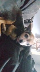 Lost Female Dog last seen Villa cove, Round Rock, TX 78664