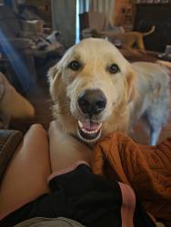 Found/Stray Male Dog last seen Sequoyah Caverns., Valley Head, AL 35989