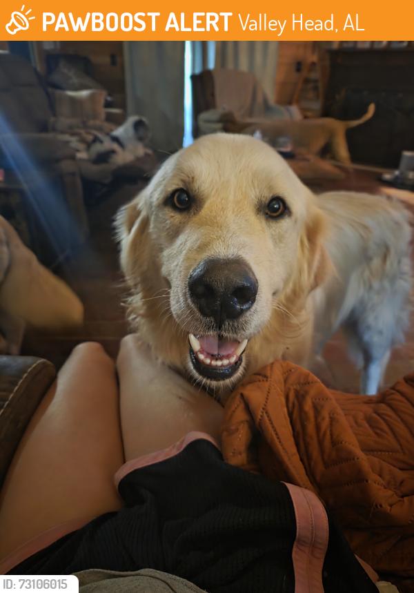 Found/Stray Male Dog last seen Sequoyah Caverns., Valley Head, AL 35989