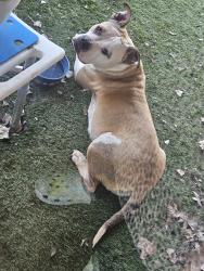 Reunited Female Dog last seen Near NW 19th St, Moore, OK 73160, USA, Moore, OK 73160