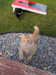 Lost Male Cat last seen Lane Park Rd & N Meadow view Dr., Mead, WA 99021