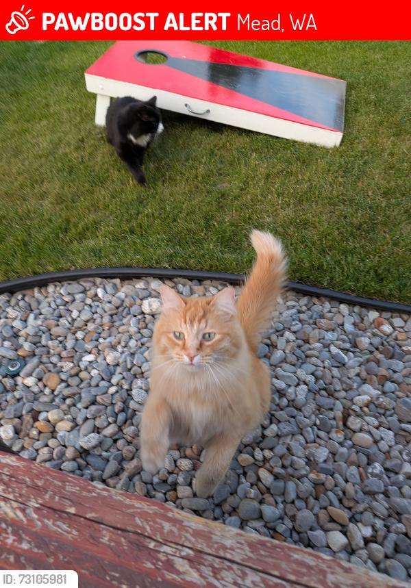 Lost Male Cat last seen Lane Park Rd & N Meadow view Dr., Mead, WA 99021