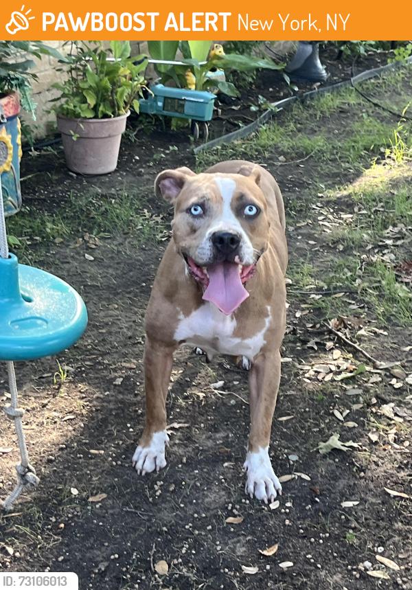 Found/Stray Female Dog last seen New York avenue and Overbrook dr, New York, NY 10007
