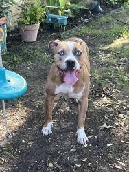 Found/Stray Female Dog last seen New York avenue and Overbrook dr, New York, NY 10007