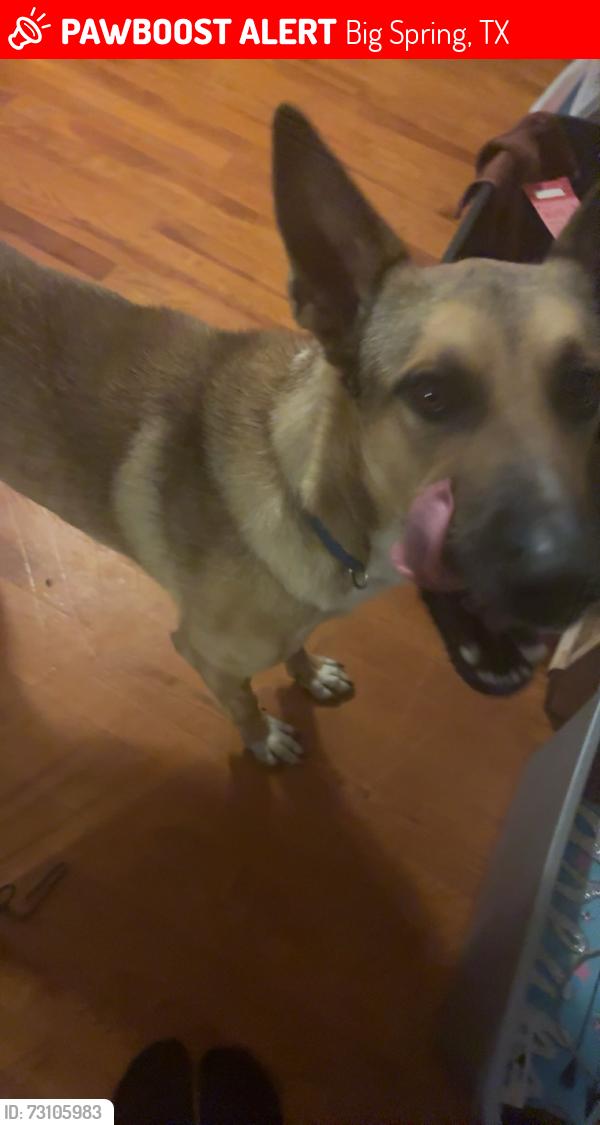 Lost Male Dog last seen Goliad elementary school, Big Spring, TX 79720