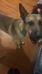 Lost Male Dog last seen Goliad elementary school, Big Spring, TX 79720