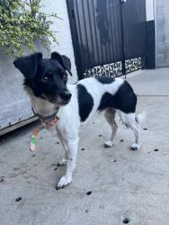 Reunited Male Dog last seen Atlantic Blvd, East Los Angeles, CA 90022