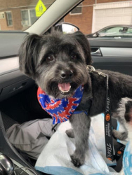 Lost Male Dog last seen Upsal St and Anderson St, Philadelphia, PA 19119